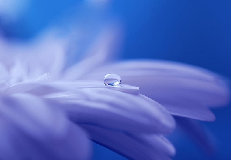 Enchanting veil